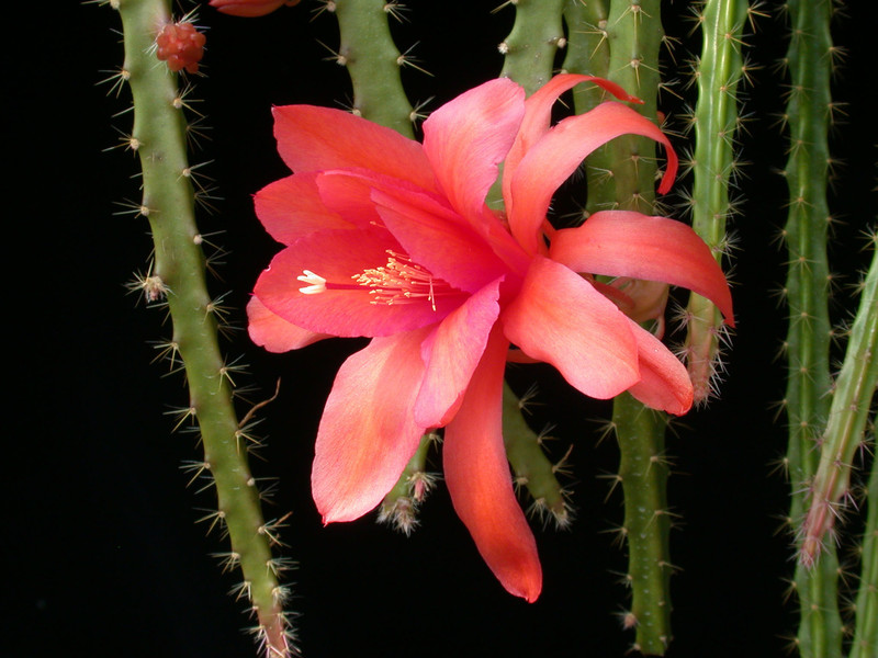 aporocactus edna bellamie 02