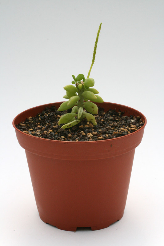 peperomia hybr klein 9295