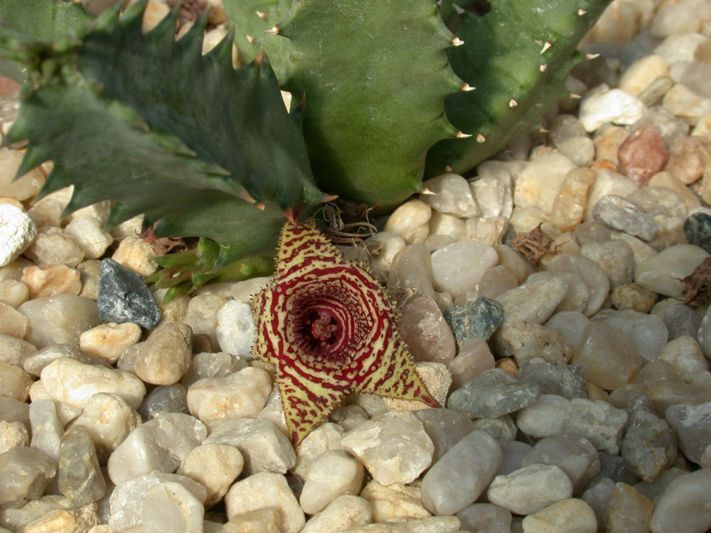 huernia stapelioides D1327
