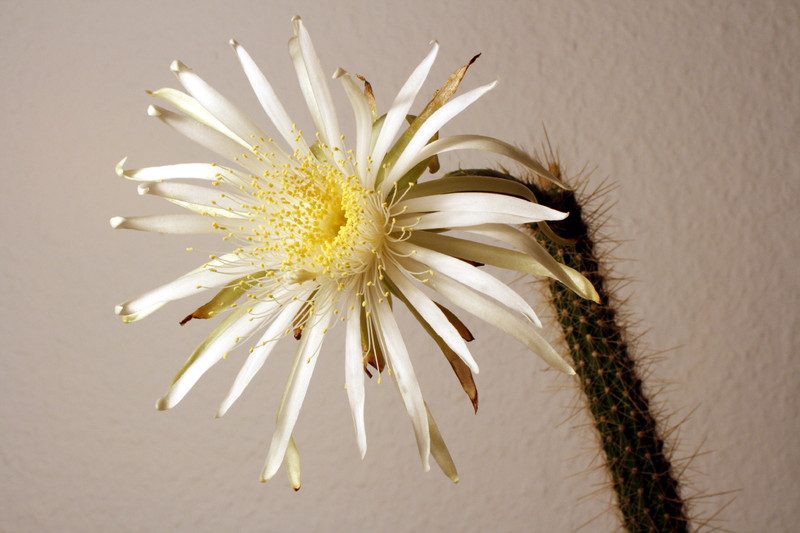 nytocereus serpentinus 3801