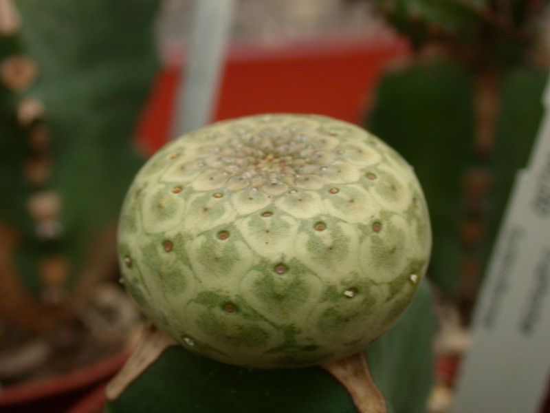 euphorbia turbiniformis 01