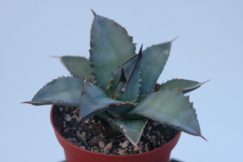 agave titanota 8394