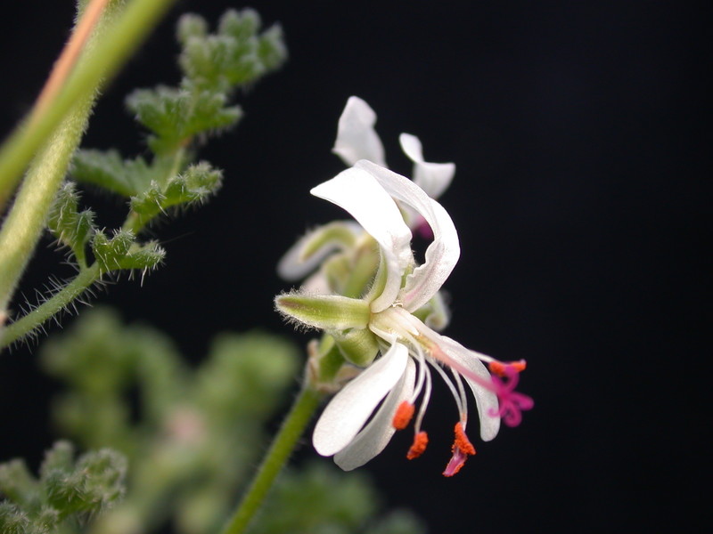 pelargonium alternans 985