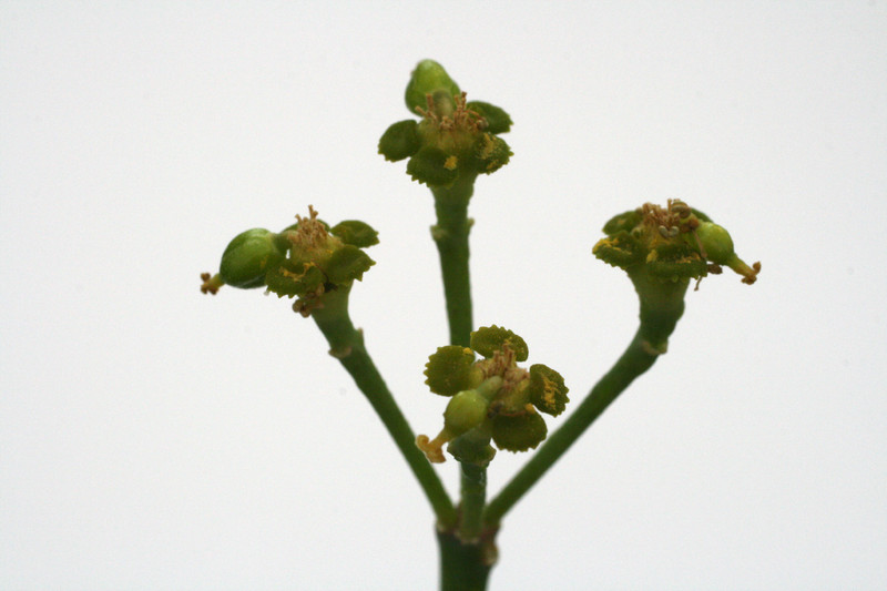 euphorbia fasciculata 0615
