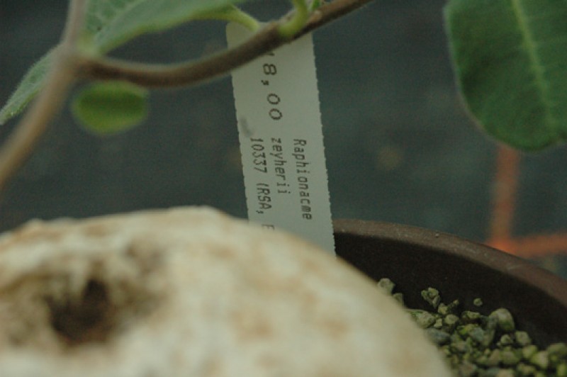 raphionacme zeyherii 04