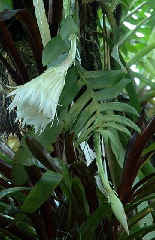 selenicereus chrysocardium