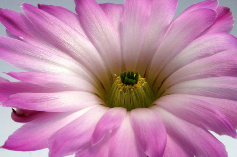 echinocereus sciurus capo san lucas 0211