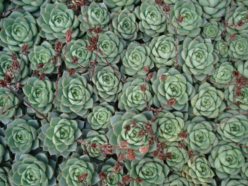 echeveria turgida 05