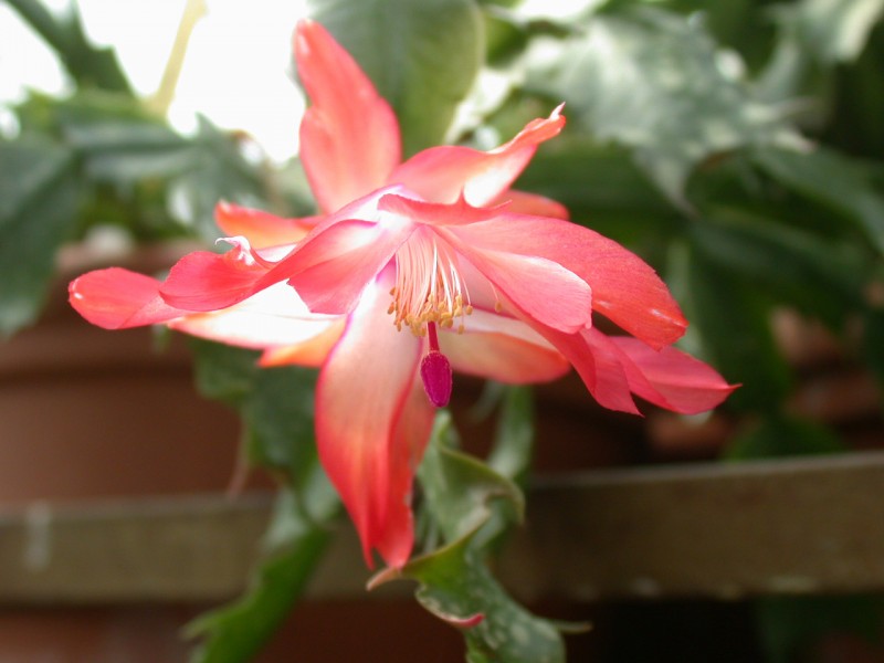 schlumbergera coral cascade 03 1