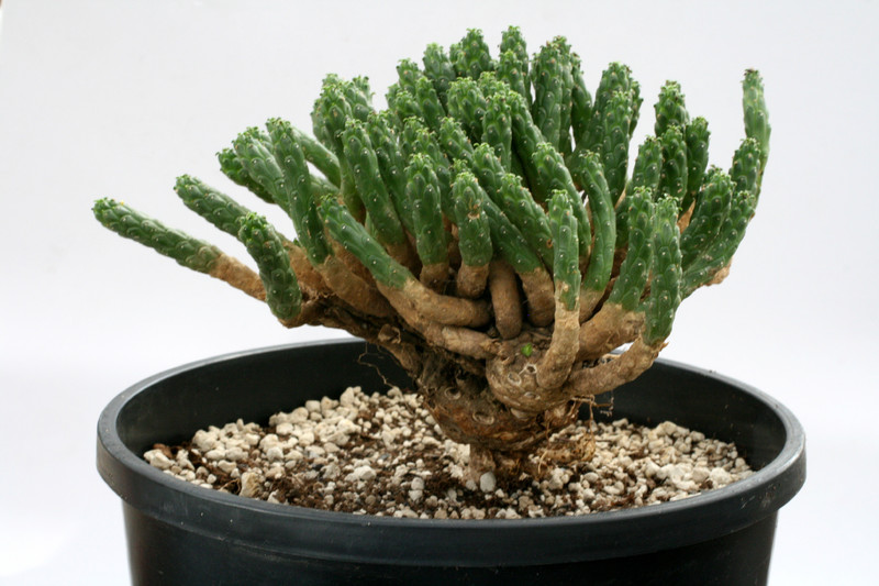euphorbia caput medusae 9996