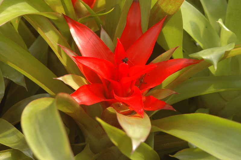 bromelien mini 1155