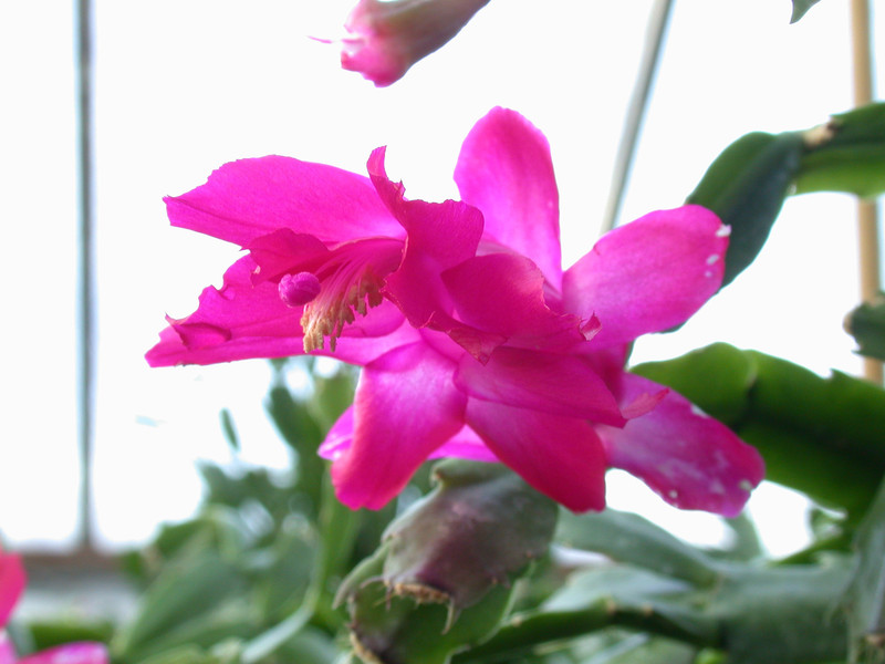 schlumbergera bristol queen 04