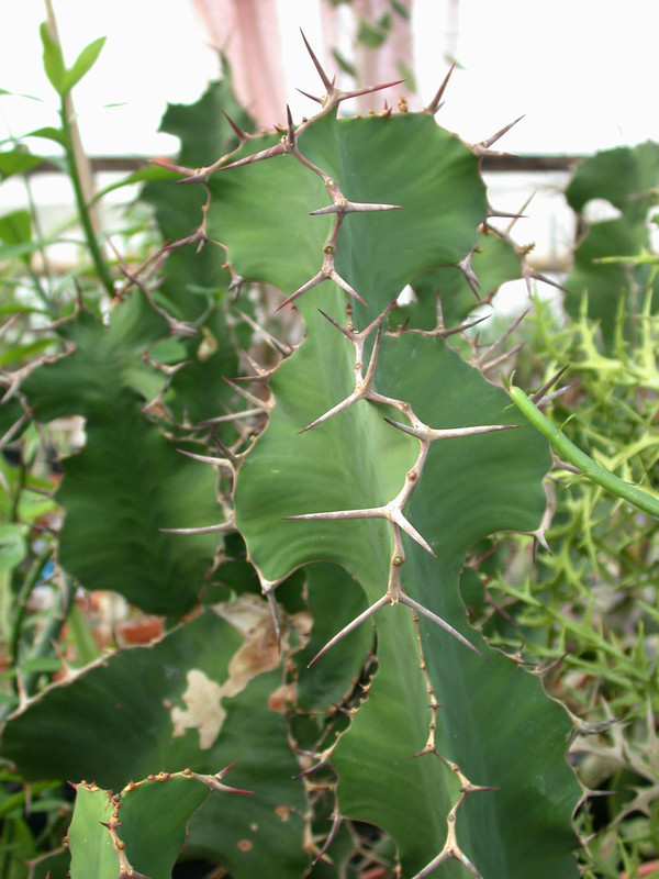 euphorbia grandicornis 04