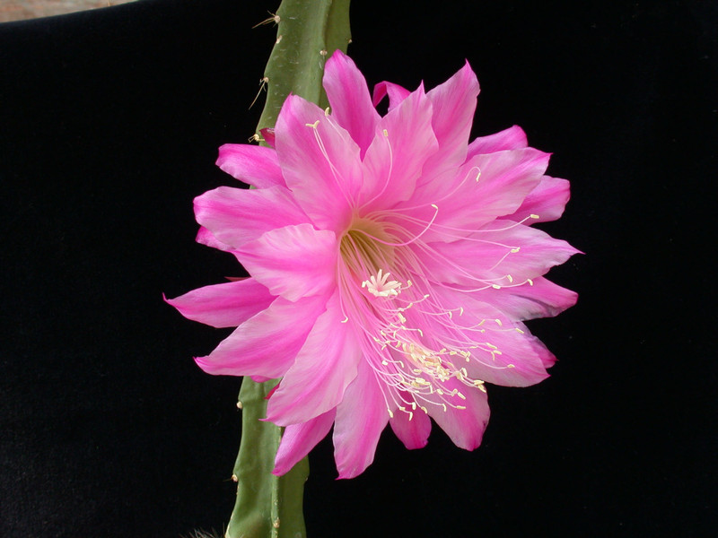 aporocactus fliedery paetz 01