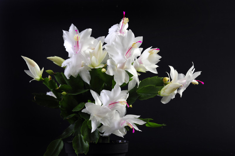 schlumbergera salvador brasil 007