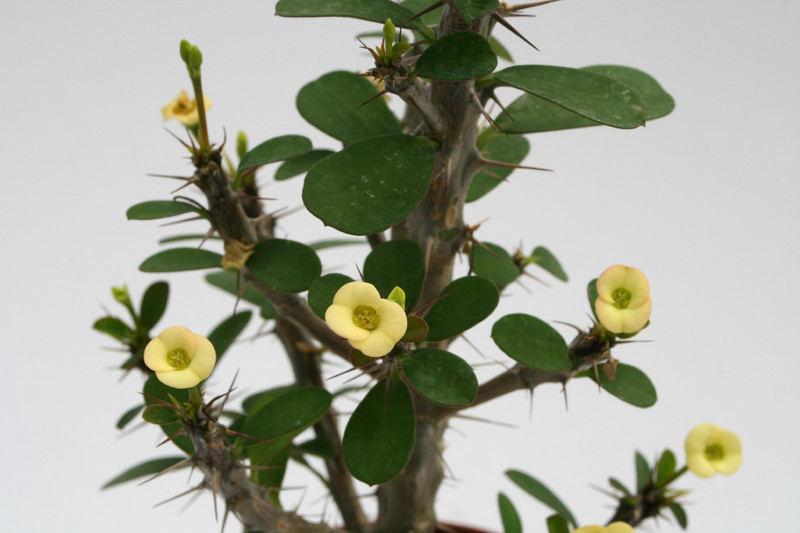 euphorbia milii splendens lutea 6768