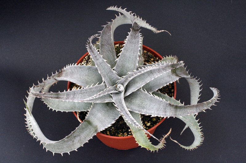 dyckia marnier lapostollei 3876