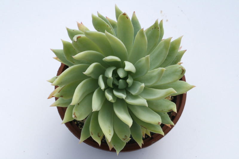 dudleya greenei 7918