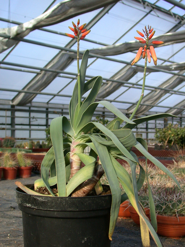 aloe plicatilis2