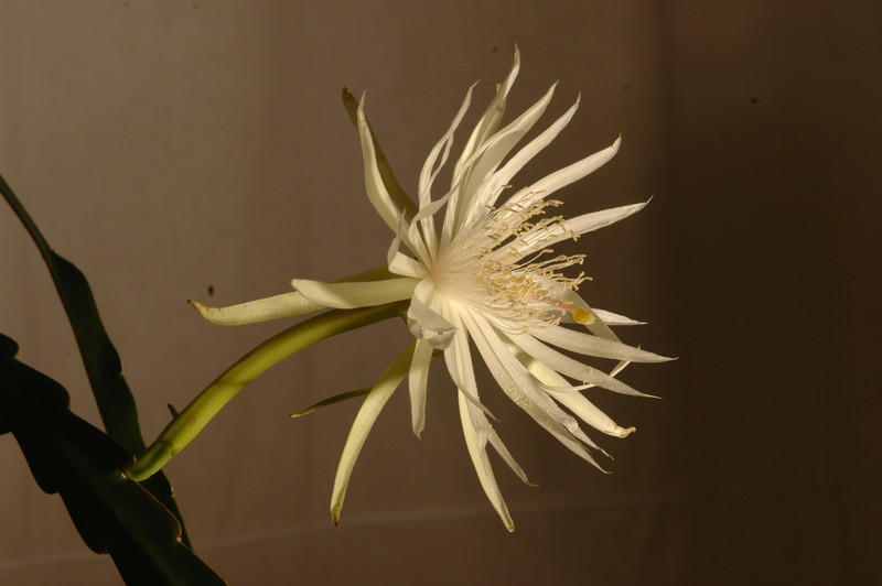 epiphyllum pumilum phasen 2304