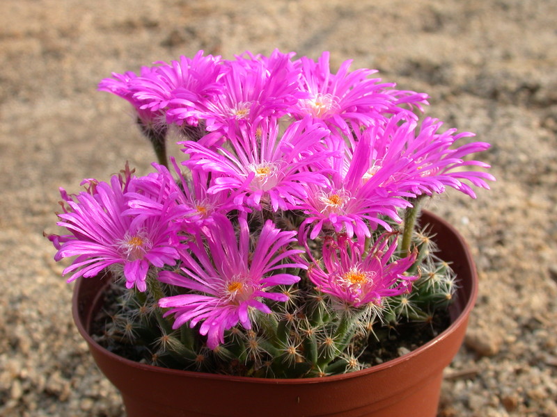trichodiadema densum 127