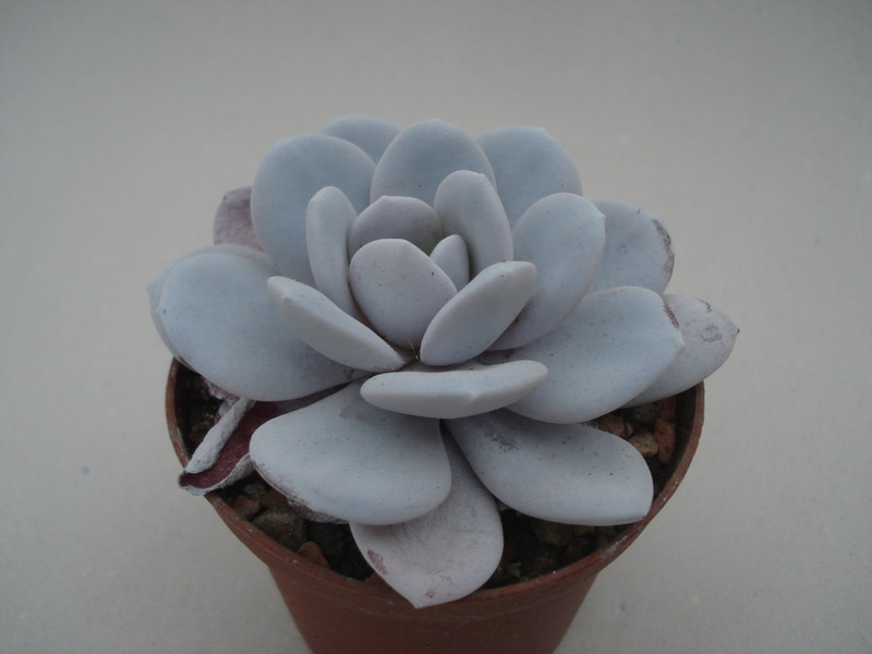 echeveria laui 8407