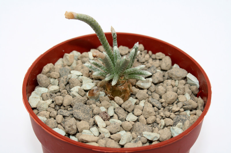 anacampseros alstonii rote bluete 6979