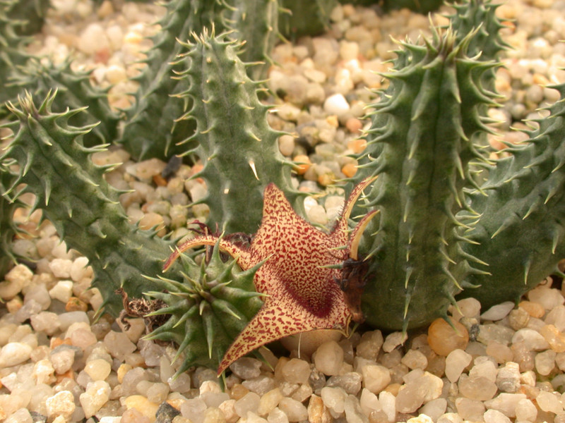 huernia x distichia 01