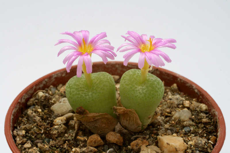 conophytum hermarianum sh565 2769