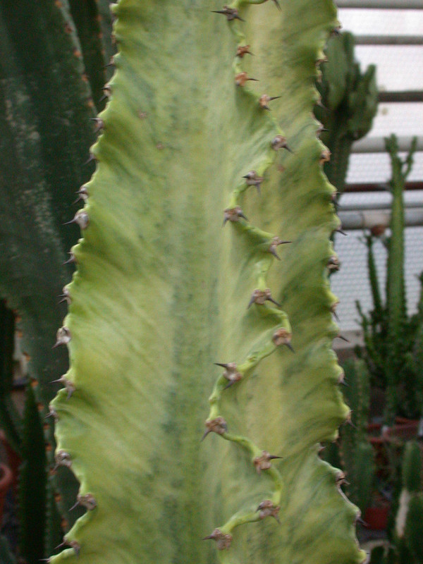 euphorbia ingens marmorata2