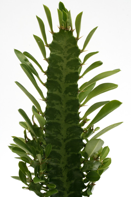 euphorbia trigona 0602