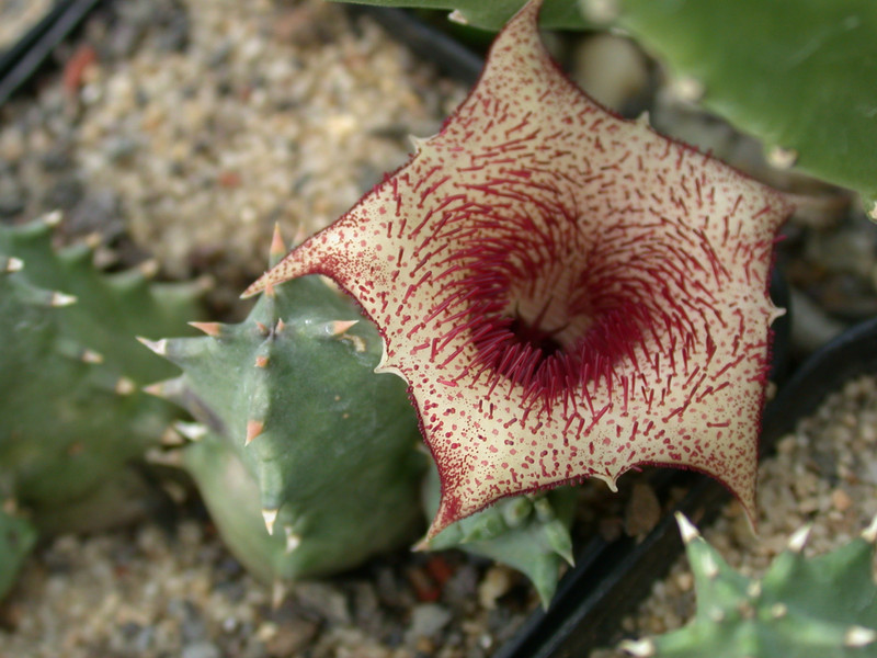 huernia barbata karoo 02