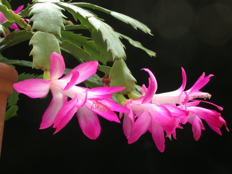 schlumbergera rosabell 04