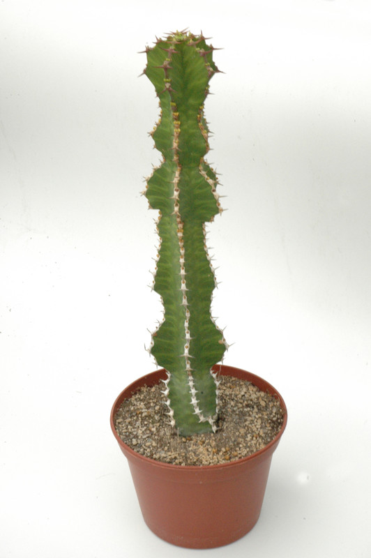 euphorbia pseudocactus 02