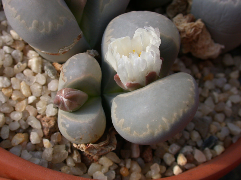 lithops meyeri 01