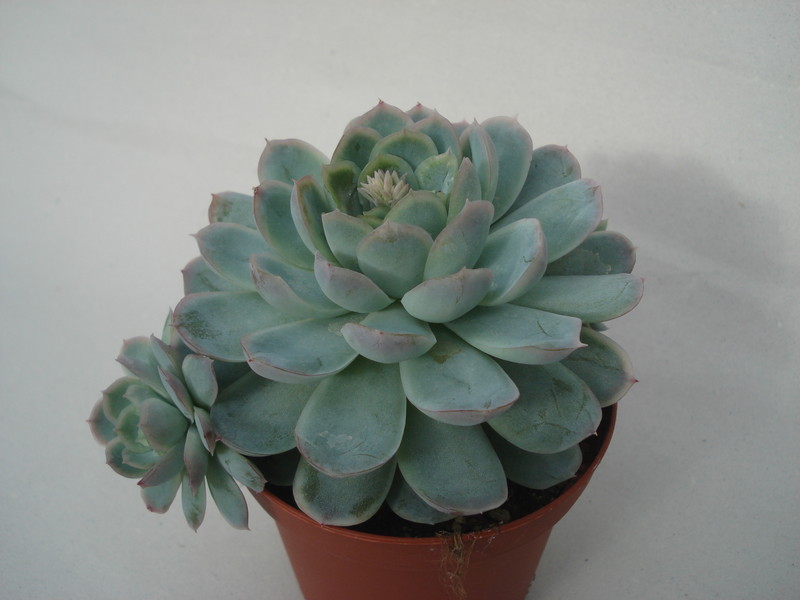 echeveria elegans 8297