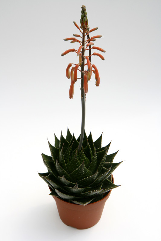 aloe cosmo 0490