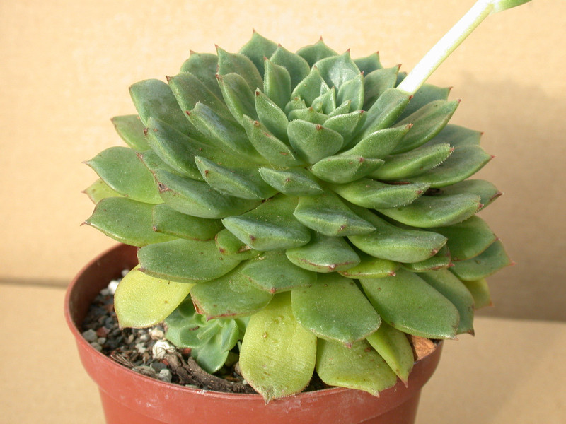 echeveria x derenosa 02