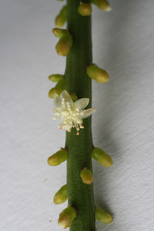 rhipsalis virgata 6586