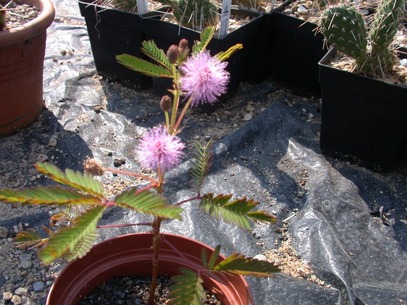 mimosa pudica 03