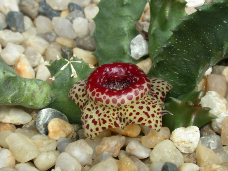 huernia guttata bethanie 02
