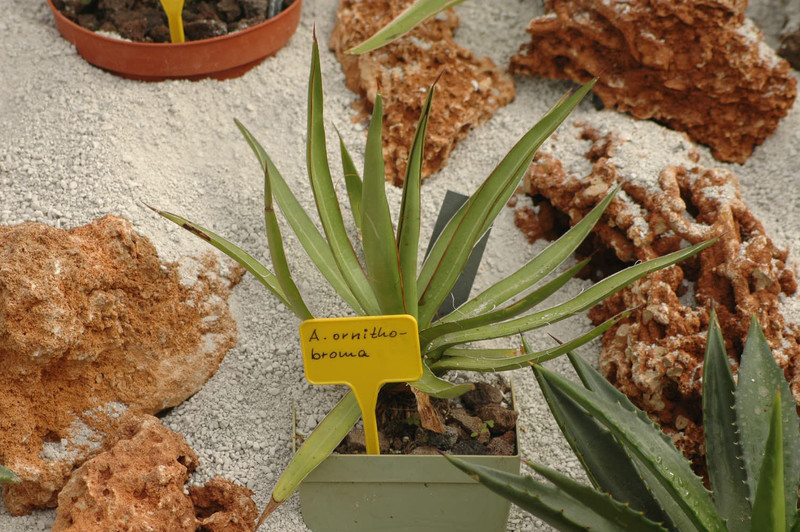 agave ornithobroma