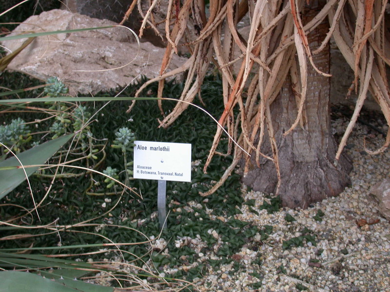 aloe marlothii 9049