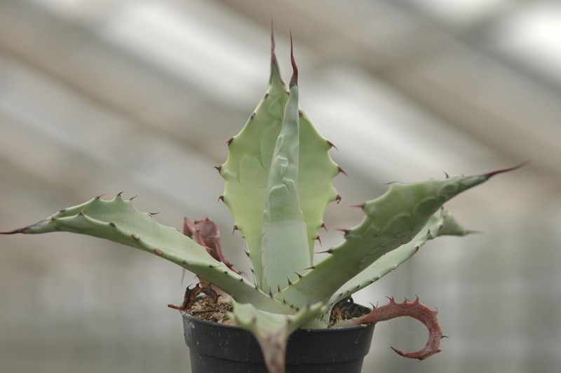 agave shrevei magna 8729
