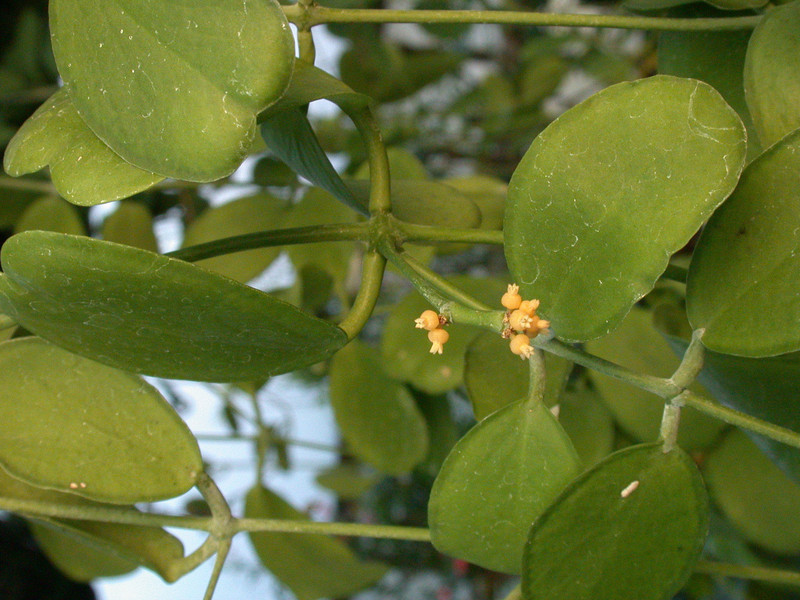 dischidia sulawesi 8852 3