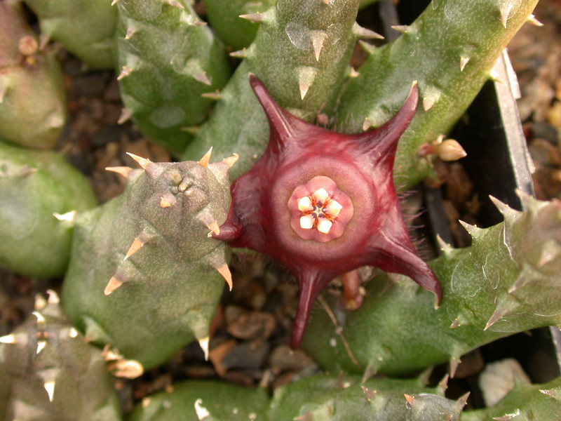 duvalia modesta graaff reine 02