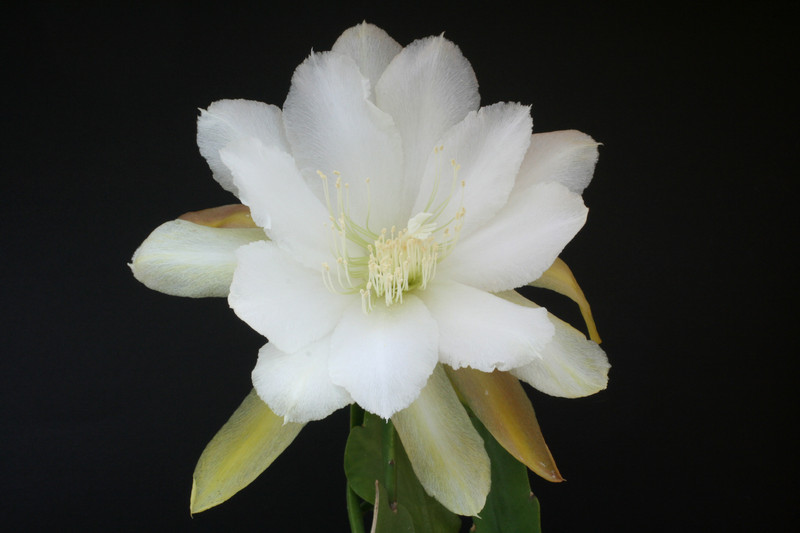 eh dolly madison 6210 8025