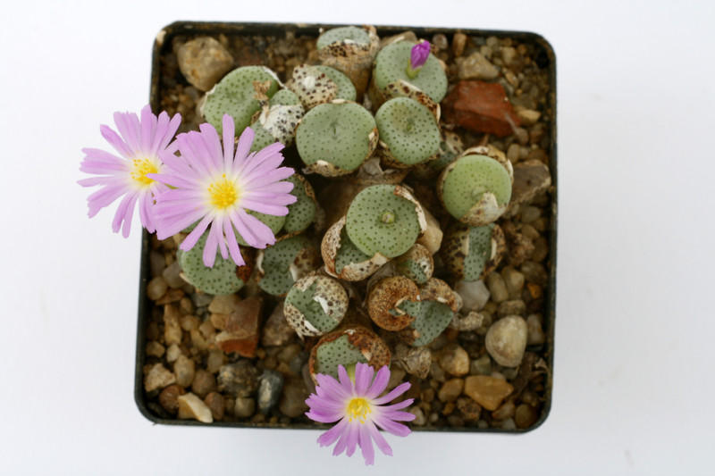 conophytum ruschii sb1114 0895