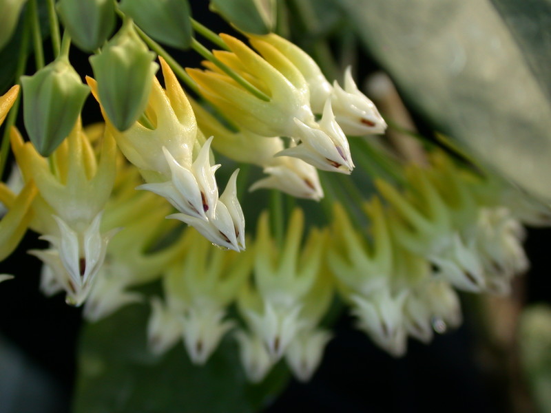 hoya multiflora 05
