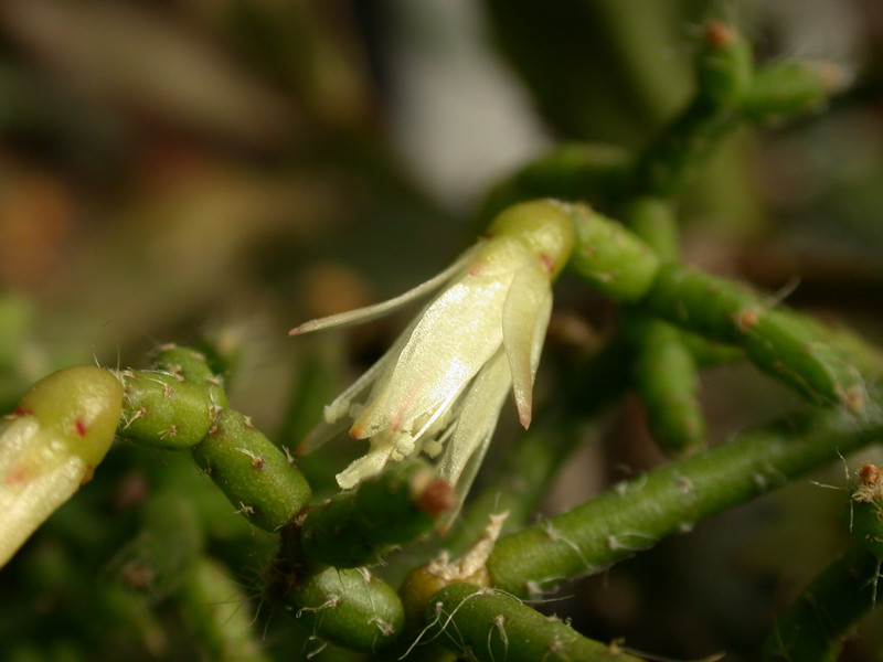 rhipsalis ceruscula2 6